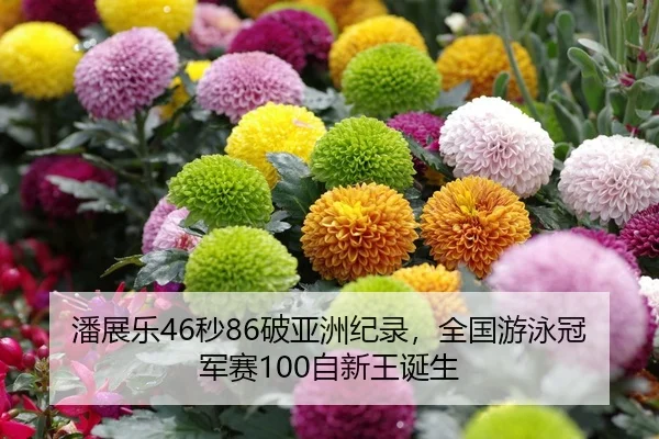 潘展乐46秒86破亚洲纪录，全国游泳冠军赛100自新王诞生